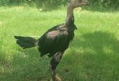 Pure pakoya fighter birds Aseel