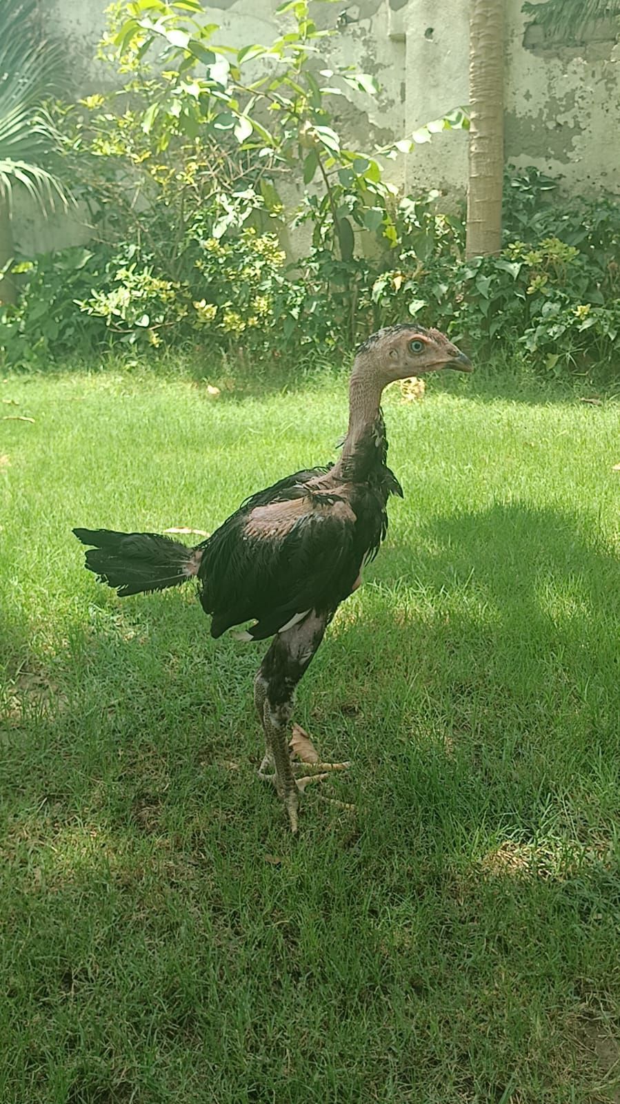Pure pakoya fighter birds Aseel