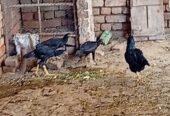 Quality aseel for sale in Faisalabad