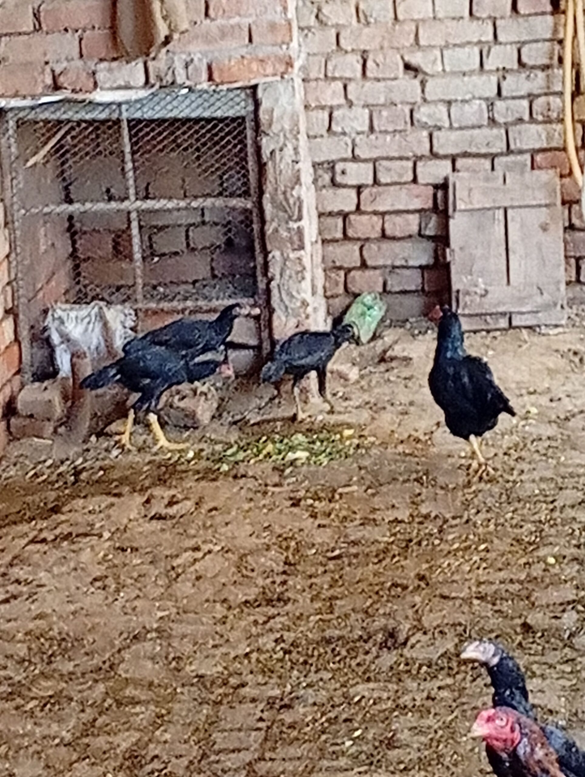Quality aseel for sale in Faisalabad