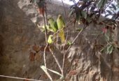 Young pair of parrots