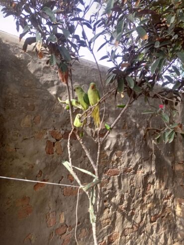 Young pair of parrots