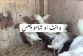 White oh shamo chicks