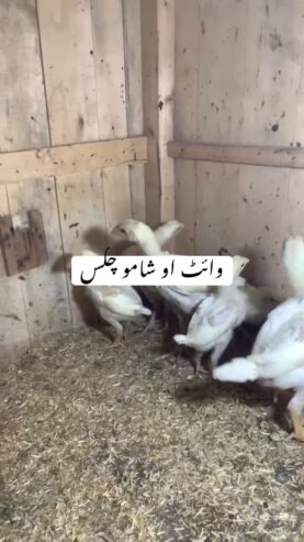 White oh shamo chicks