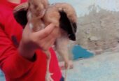 High quality Aseel chicks pair