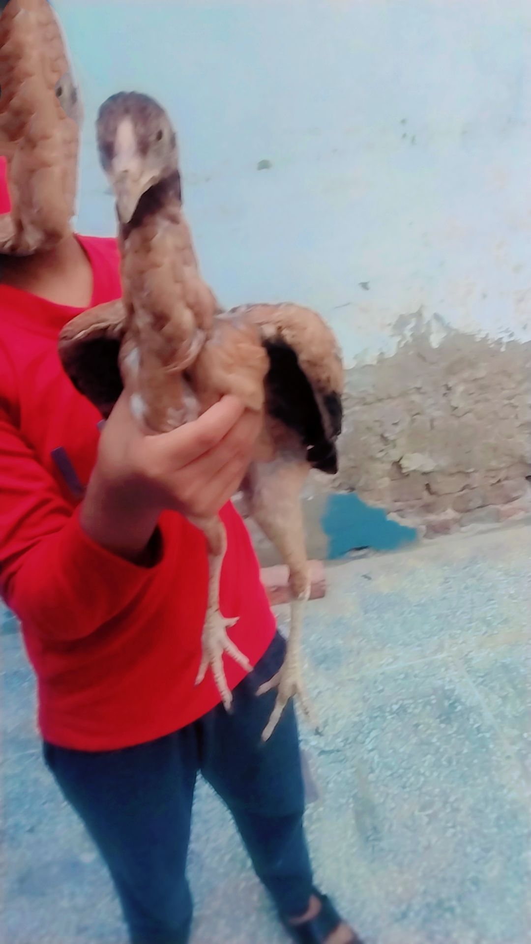 High quality Aseel chicks pair