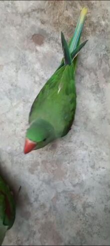 Ringneck parrot