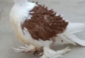 Red saddle frill back chick for sale