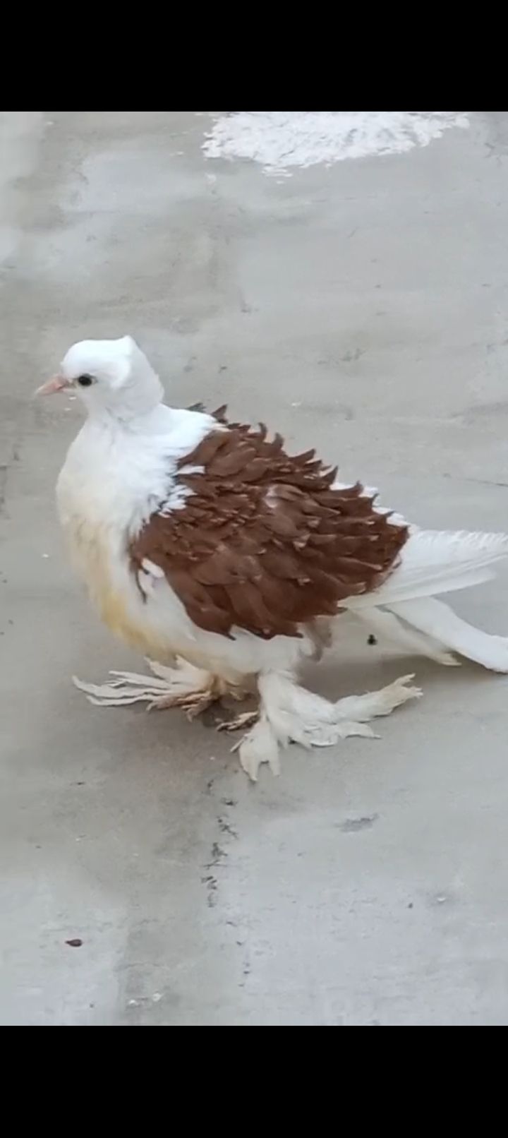 Red saddle frill back chick for sale