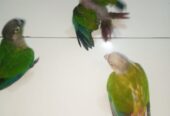 Conure handtame chicks