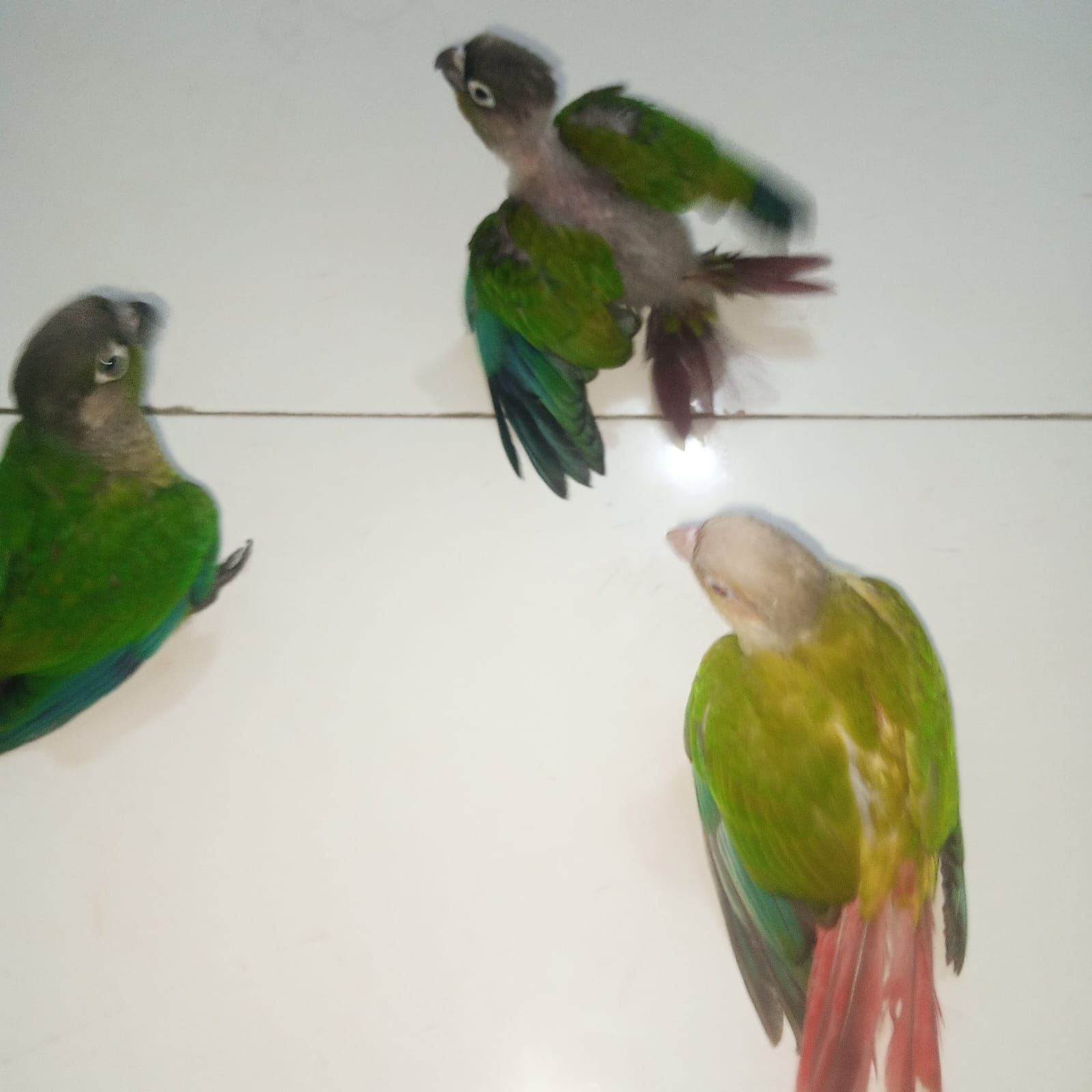 Conure handtame chicks