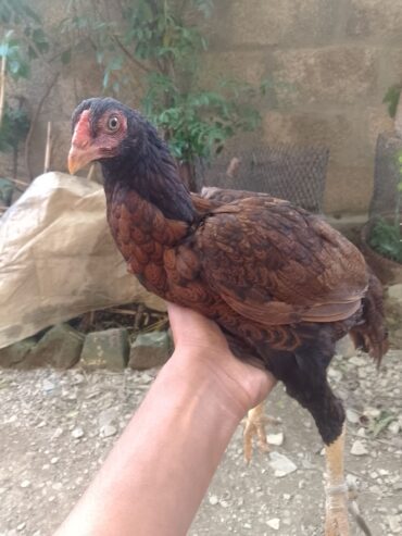 Made for sale location Abbottabad