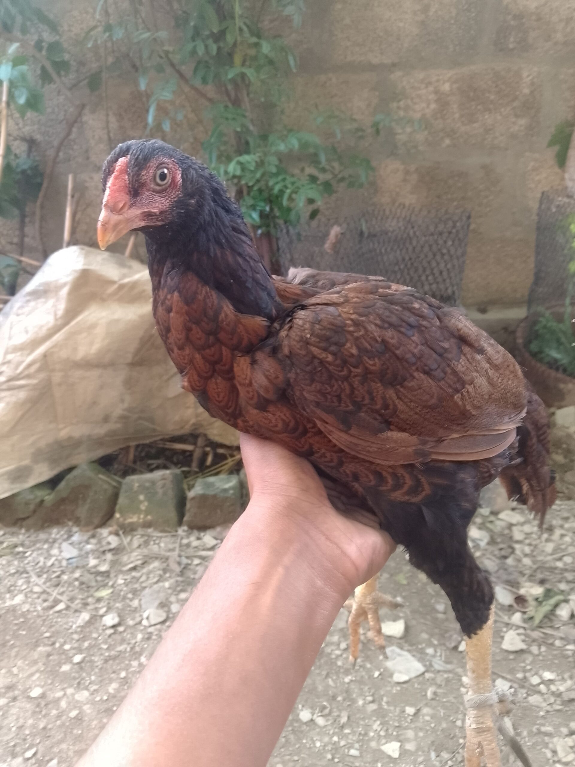 Made for sale location Abbottabad