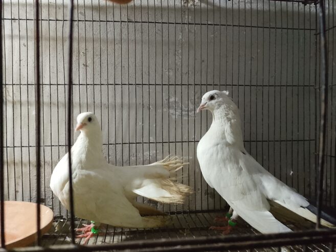 Pigeons