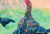 thai Aseel pair for sale