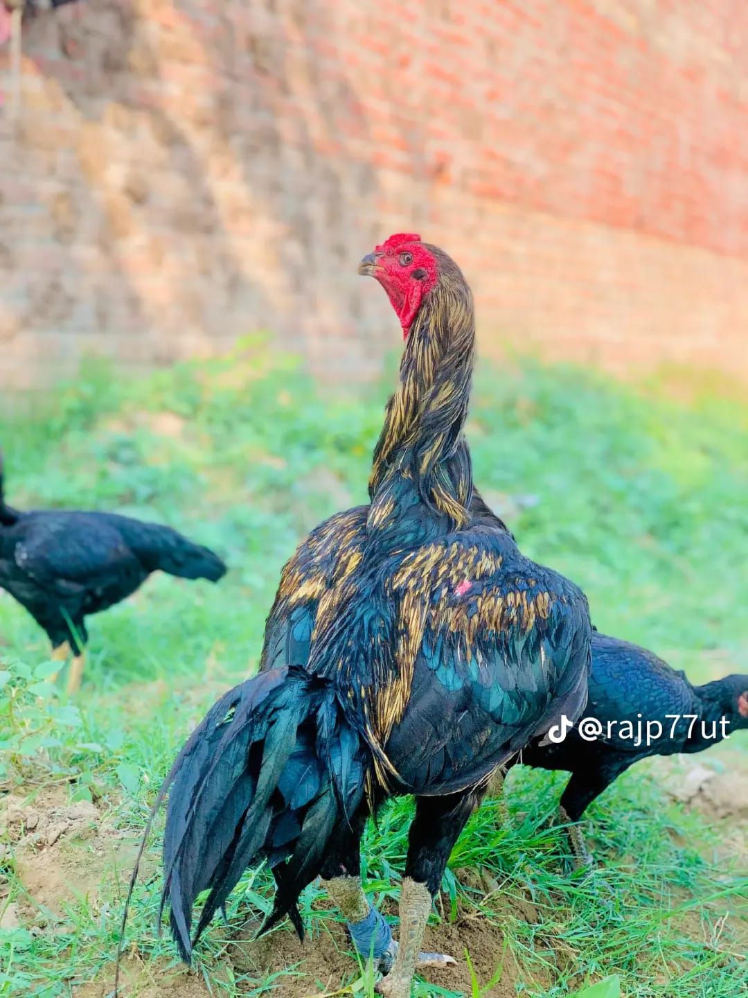 thai Aseel pair for sale