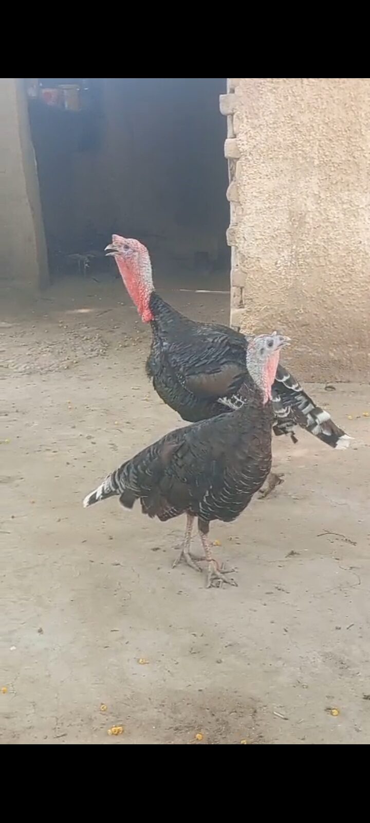 Tarki baridar jora for sale location peshawar