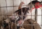 Aseel breeder