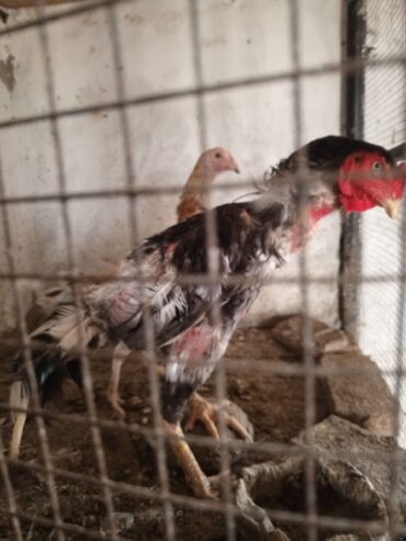 Aseel breeder
