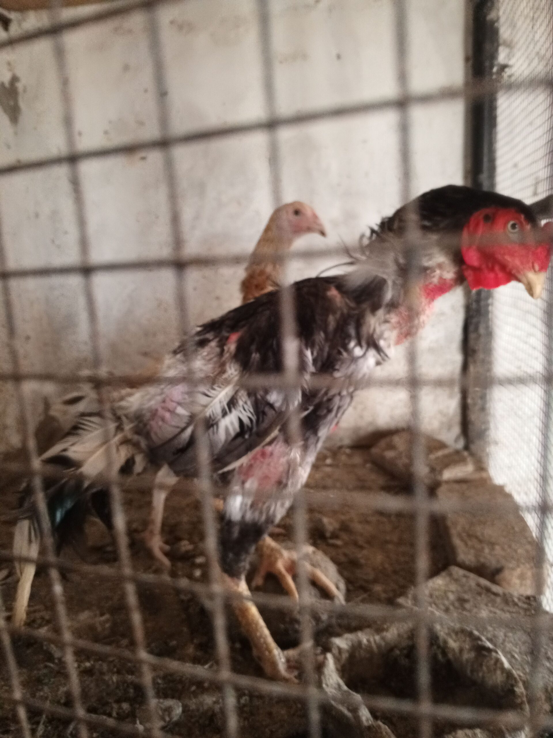 Aseel breeder