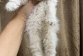 Pure Persian Punch Face Peki Bloodline Short Breed Kitten/Cat