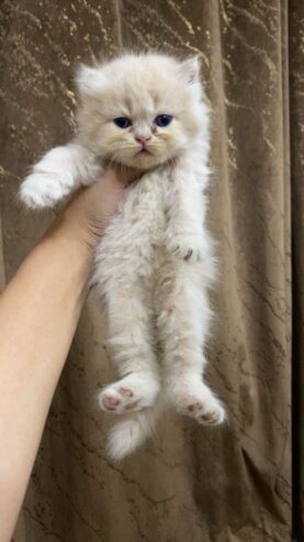 Pure Persian Punch Face Peki Bloodline Short Breed Kitten/Cat