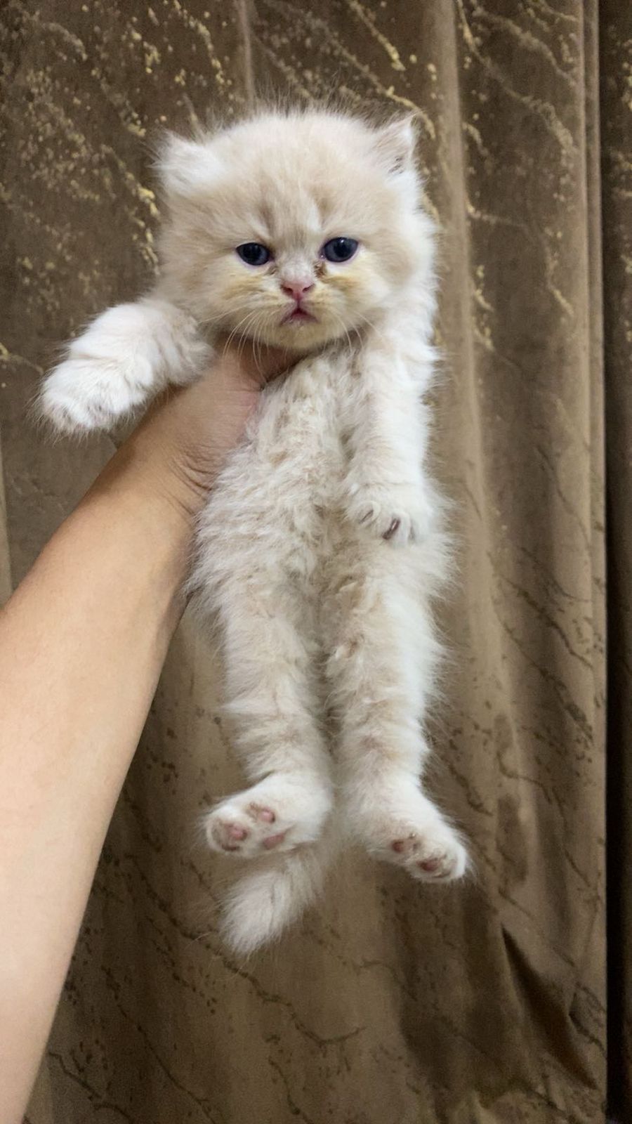 Pure Persian Punch Face Peki Bloodline Short Breed Kitten/Cat
