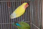 Common Lutino X Rozicolli Peachface