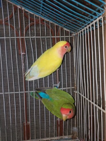 Common Lutino X Rozicolli Peachface