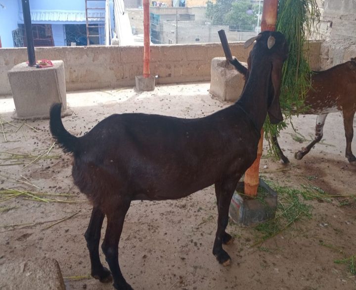 Mkha cheeni bkri or kmori bkri for sale hn