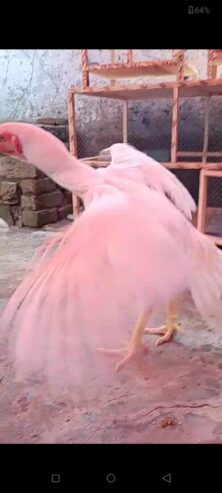 Pure white Garmen shamo