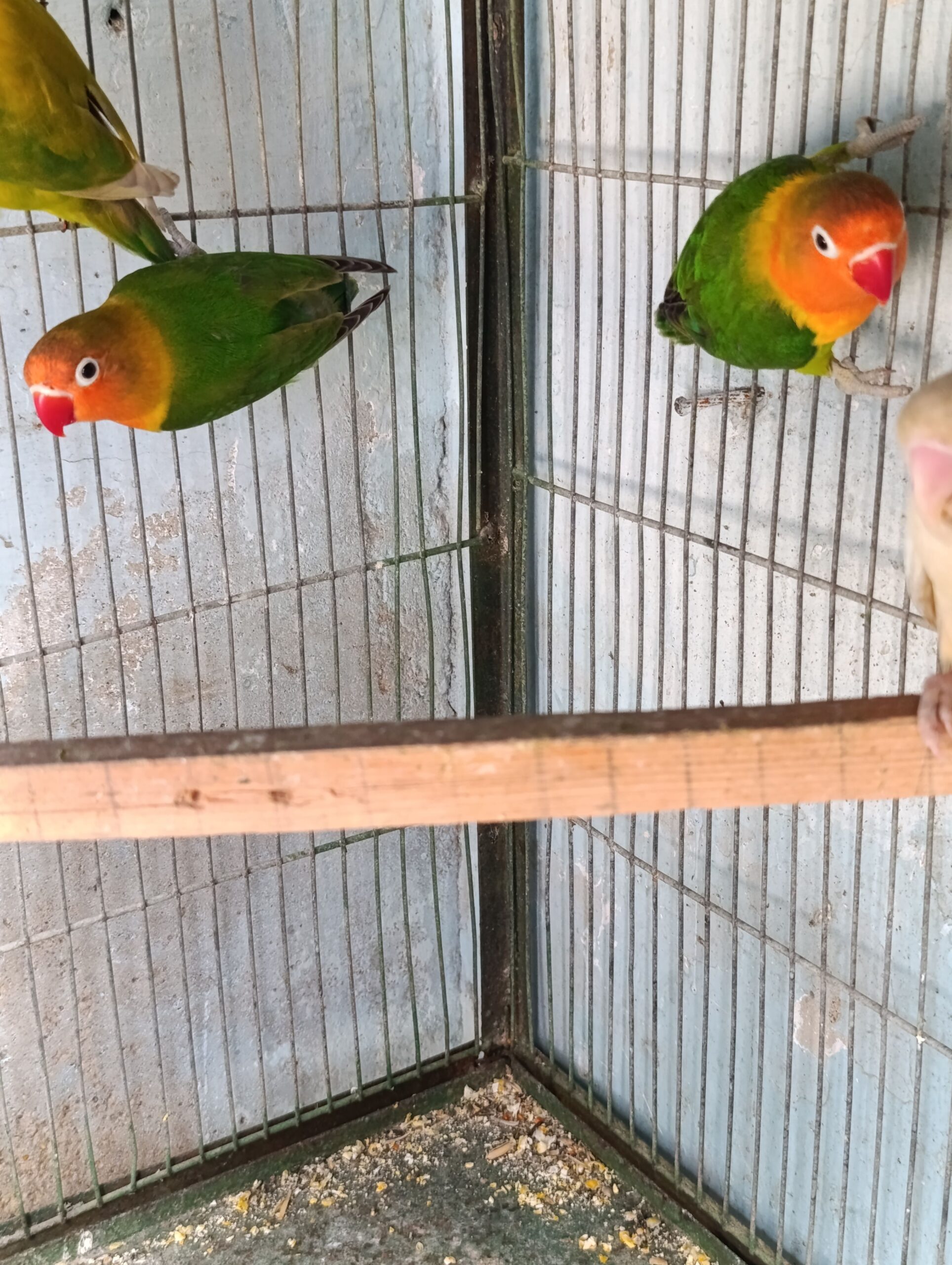 Green Pale fellow/ino male