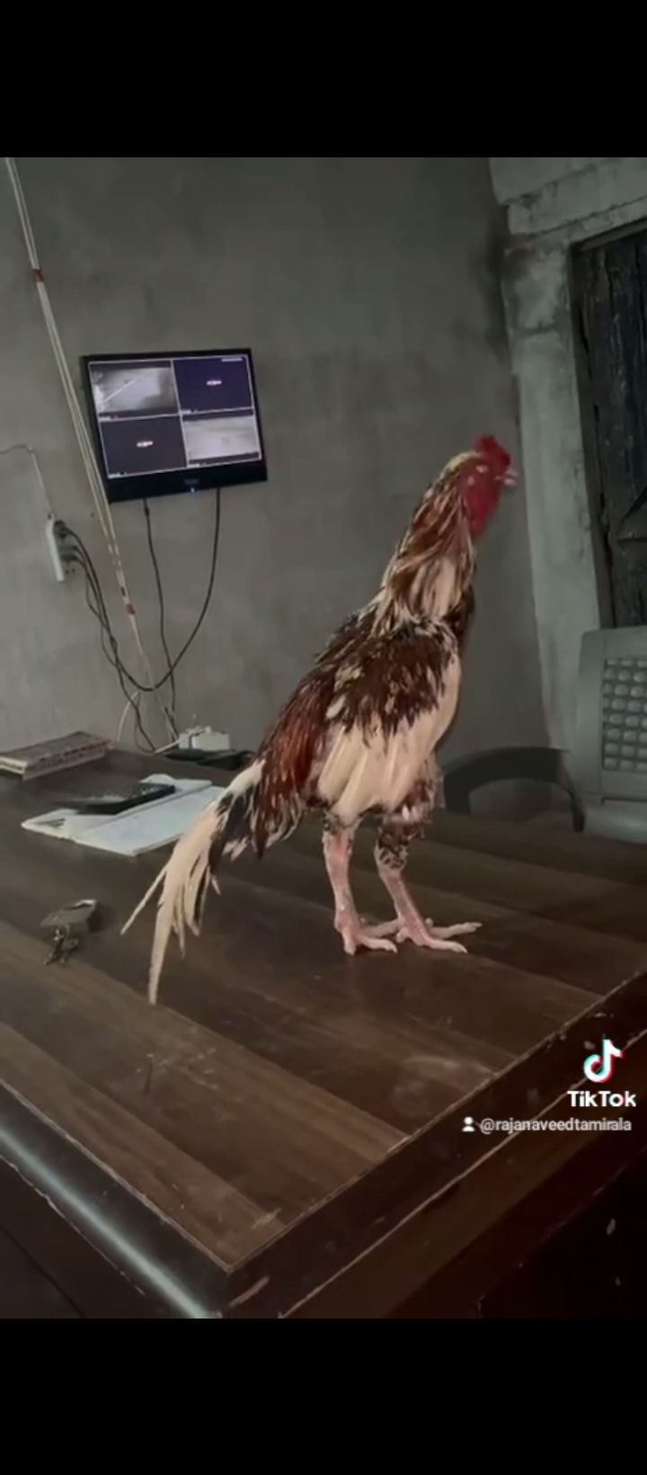 Bot acha mugra ha 3kg k mora ha