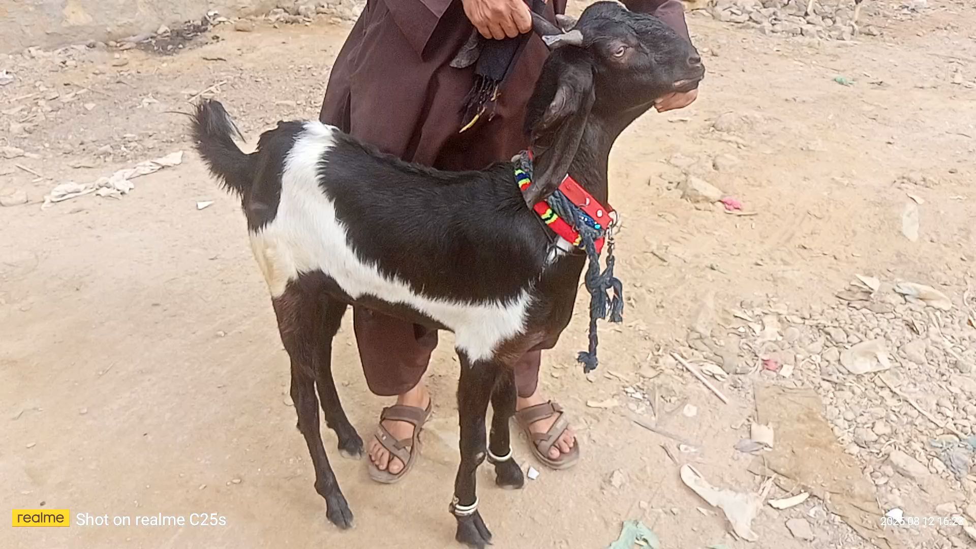 Keera pure khasi bakra