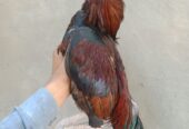 Mashallah high quality pour mianwali fighter murgha moti or white nok nali white eyes mein for sale price 18000 location khushab tapni available cargo all over pakistan available ha jis bhai ki samjh mein ata ha wohi inbox mein rabta kry jazaqallah
