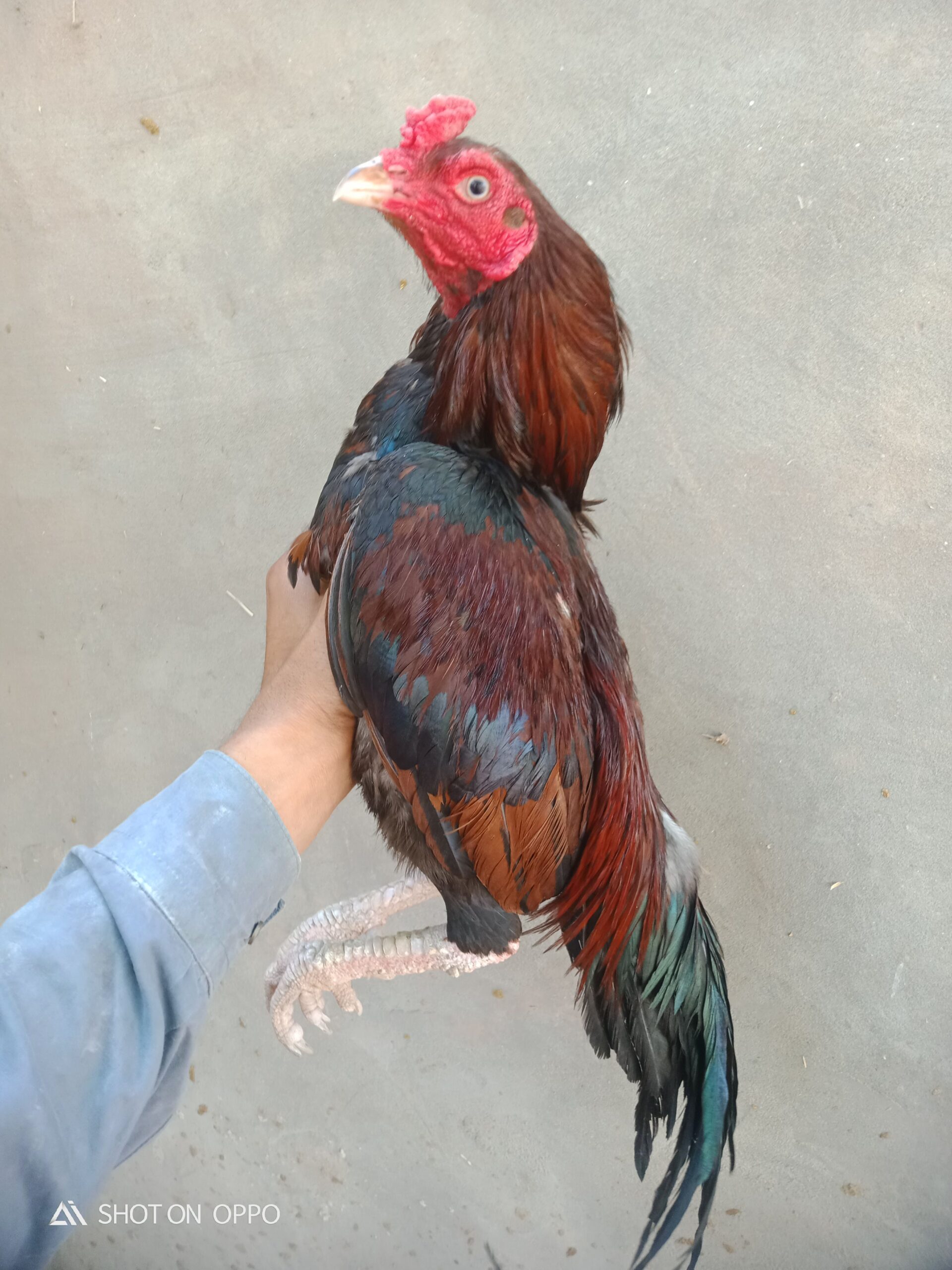 Mashallah high quality pour mianwali fighter murgha moti or white nok nali white eyes mein for sale price 18000 location khushab tapni available cargo all over pakistan available ha jis bhai ki samjh mein ata ha wohi inbox mein rabta kry jazaqallah