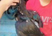 High quality Aseel chicks pair