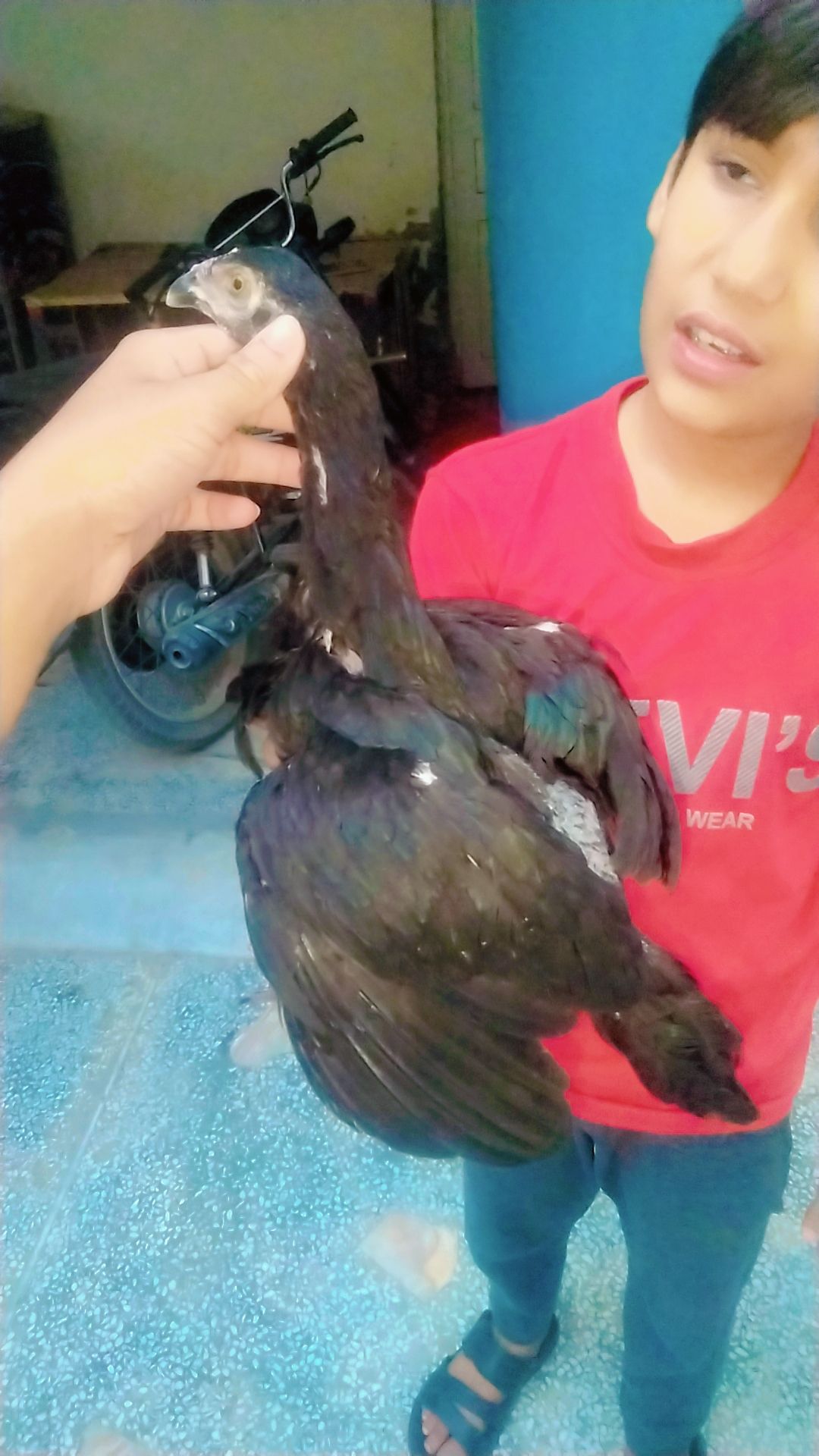 High quality Aseel chicks pair