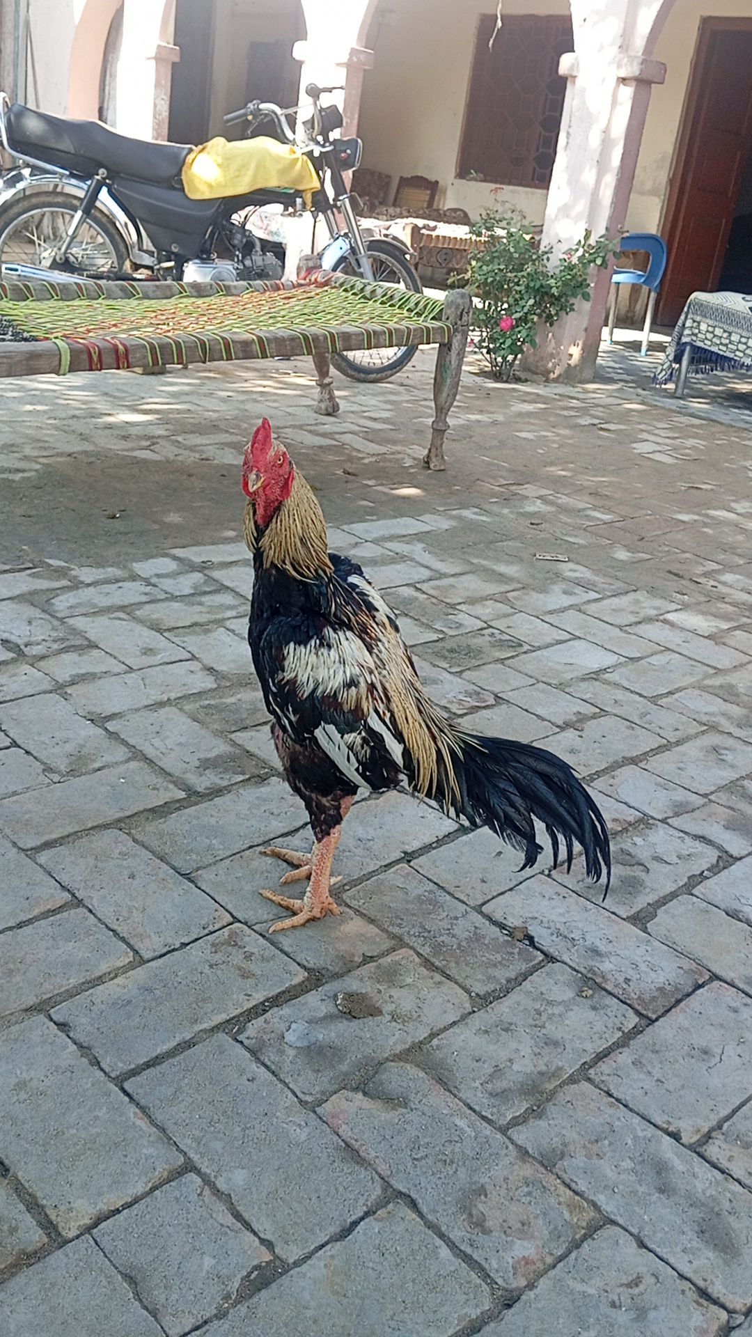 Aseel jawa murgha