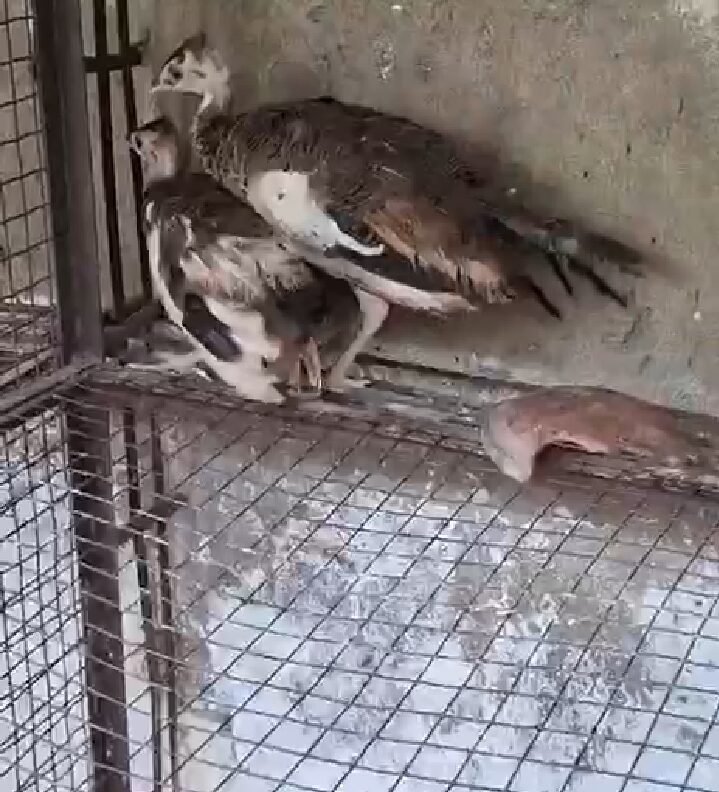 Peacock chicks For sale