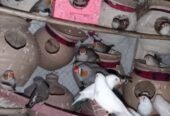 Finches Breeder Pairs Available