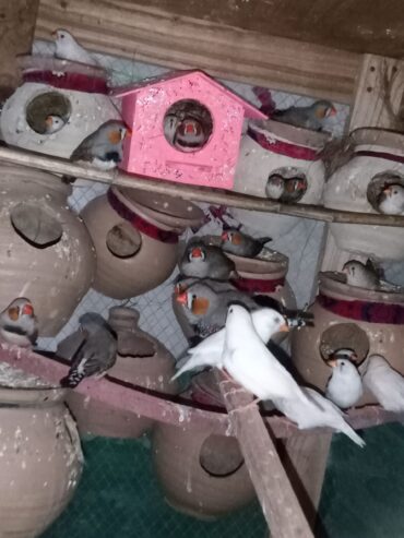 Finches Breeder Pairs Available