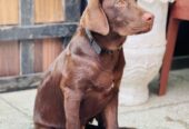 Chocolate brown labrador