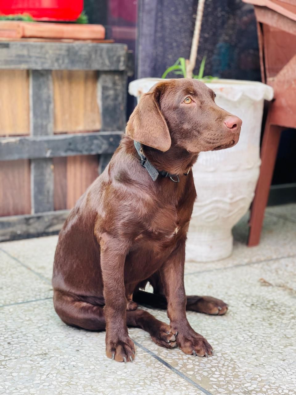 Chocolate brown labrador
