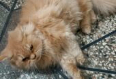 Persian cat Punch face male