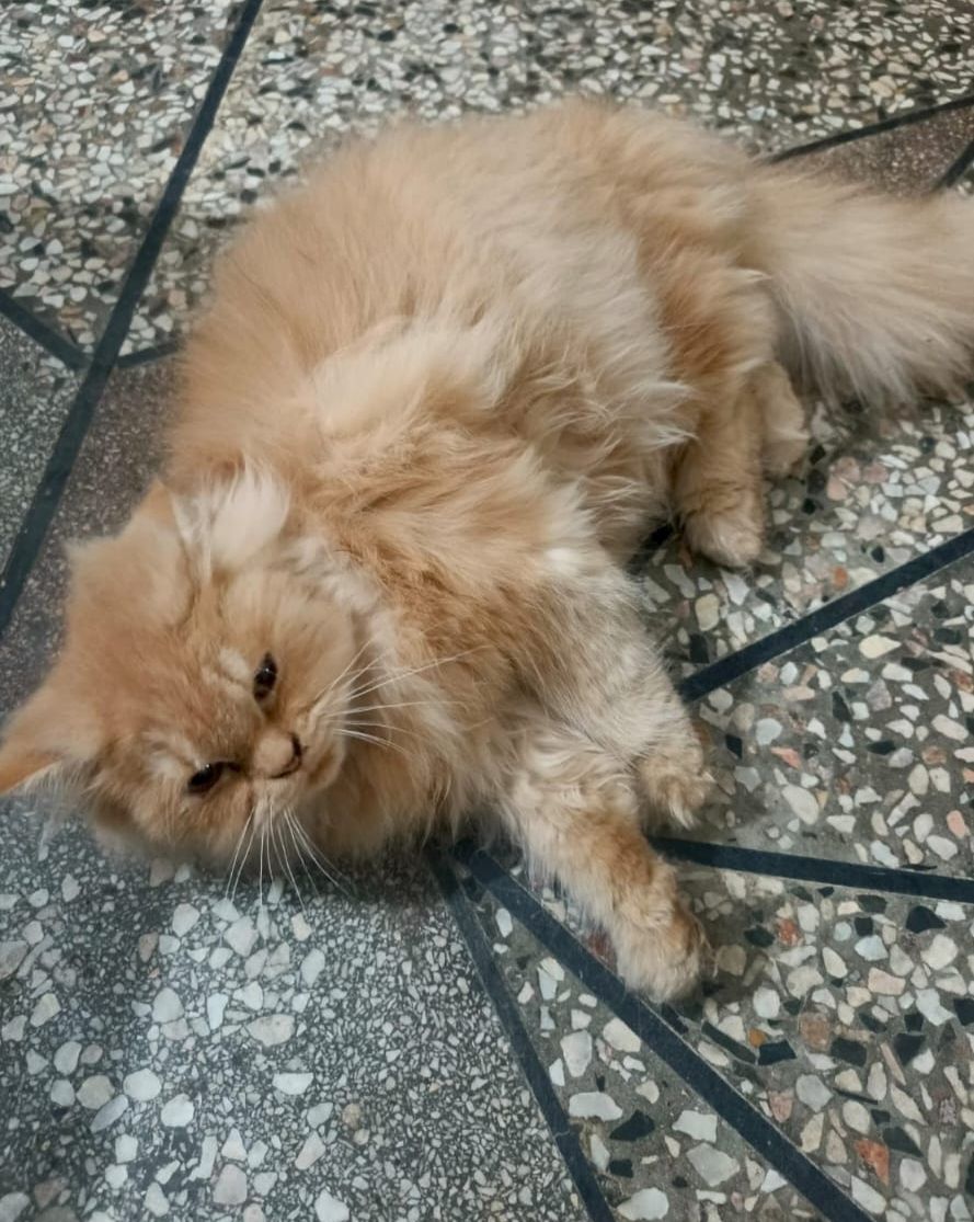Persian cat Punch face male