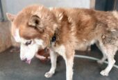 Male Siberian Husky for Sale – Woolly Coat & Rare Eye Colour