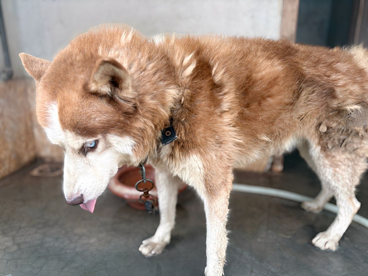 Male Siberian Husky for Sale – Woolly Coat & Rare Eye Colour