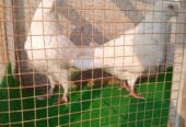 King Pigeon Pair For Sale