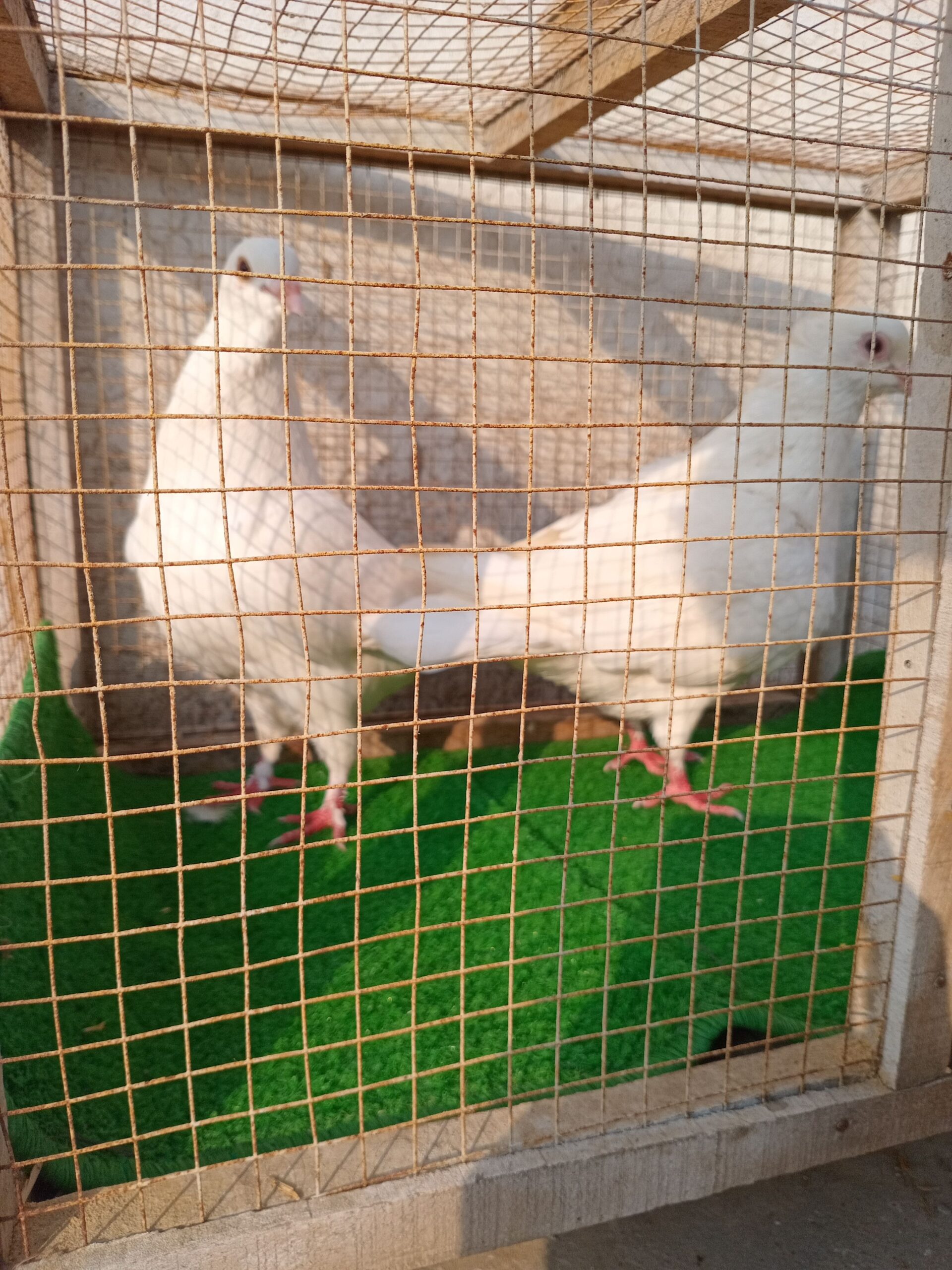 King Pigeon Pair For Sale